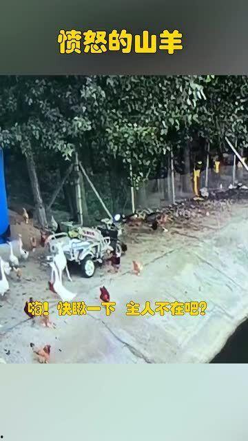 愤怒的山羊搞笑配音,笑翻你的耳朵！